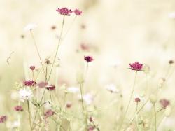 Laurette Losier